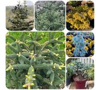 Semi dell'albero di Natale, Le da balcone sono dei giardino 50pcs