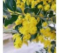 semi dell'albero di seta, Albizia julibrissin, da giardino antiche varietà semi esotici rustiche 60pcs