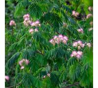 Semi dell'albero di seta - da balcone resistenti Albizia julibrissin - semi di antiche varietà regali sostenibili resistenti all'esterno da giardino 25pcs