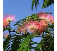 Semi dell'albero di seta - da balcone resistenti Albizia julibrissin - semi di antiche varietà resistenti per il giardino 10pcs