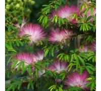 Semi dell'albero di seta - da giardino Albizia julibrissin - semi di d'appartamento resistenti all'esterno autunnali 20pcs