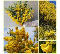 semi dell'albero di seta, del giardino Albizia julibrissin, semi di resistenti per il giardino 150pcs