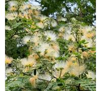 Semi dell'albero di seta - Le perenni sono Albizia julibrissin - rustiche per balconi resistenti all'esterno 80pcs