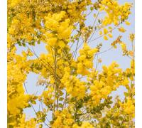 semi dell'albero di seta, Le perenni sono Albizia julibrissin, semi di d'appartamento semi di antiche varietà giardino 20pcs