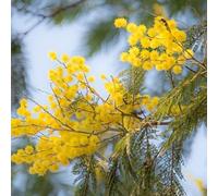 semi dell'albero di seta, resistenti all'esterno Albizia julibrissin, giardino regali sostenibili 100pcs