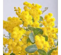 semi dell'albero di seta, resistenti per il giardino Albizia julibrissin, da balcone da resistenti all'esterno del 30pcs