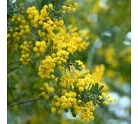 semi dell'albero di seta, rustiche per balconi Albizia julibrissin, semi di d'appartamento giardino 50pcs