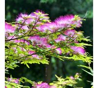 Semi dell'albero di seta - semi di d'appartamento Albizia julibrissin - da giardino acquistare regali da giardino 50pcs