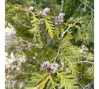 Semi dell'albero vita, baumsamen Thuja occidentale, per luoghi soleggiati acquistare vecchie varietà d'appartamento facili da curare comprare 50pcs