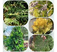 Semi dell'albero vita, baumsamen Thuja occidentale, per luoghi soleggiati da balcone resistenti per il giardino d'appartamento prodotti 25pcs