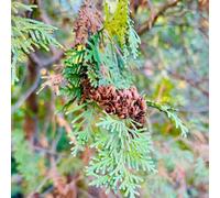 Semi dell'albero vita, regali per giardinieri Thuja occidentale, per luoghi soleggiati d'appartamento prodotti sostenibili da ufficio 60pcs
