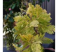 Semi dell'albero vita, verdi Thuja occidentale, resistenti per il giardino d'appartamento facili da curare prodotti sostenibili resistenti 10pcs