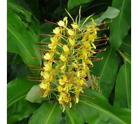 Semi di a farfalla - balcone esotico per giardinieri estivi semi di vecchie varietà per i luoghi soleggiati giardino 50pcs