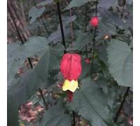 Semi di Abutilon megapotamicum - arbusti ti resistenti semi di da esterno resistenti giardino regali per giardinieri esotiche come per gli 100pcs