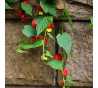 Semi di Abutilon megapotamicum, giardino di arbusti semi vecchie varietà biologici come per gli ospiti regali per giardinieri decorazione floreale decorazione 250pcs