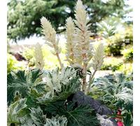 Semi di acanto, semi di Acanto ilicifolius, selvatici copertura del terreno resistenti per il giardino da giardino roccioso resistenti arbusti ti da 150pcs