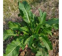 Semi di acetosella, resistenti per il giardino semi di da cucina verdi giardino sul balcone 500pcs
