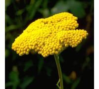 Semi di Achillea - Achillea millefolium, perenni semi da giardino acquistare una di achillea 150pcs