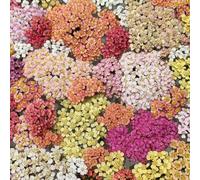 semi di achillea - balcone giardino vecchie varietà selvatici resistenti in vaso 400pcs