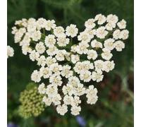 semi di achillea - balcone in vaso estremamente resistenti 300pcs