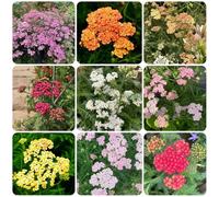 Semi di Achillea - decorazioni floreali antiche varietà Achillea millefolium, esotiche semi di campo rustiche per balconi 350pcs