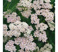Semi di Achillea - giardino Achillea millefolium, acquistare una di achillea semi di campo orto di aromatiche 650pcs
