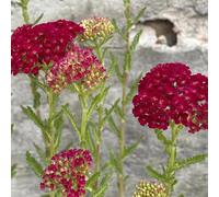 Semi di achillea giardino Achillea millefolium biologici giardino roccioso rupestri primaverili in vaso di balcone 300pcs