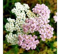 semi di achillea - giardino vecchie varietà 250pcs