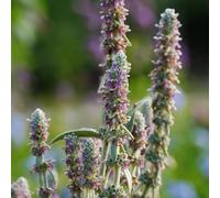 Semi di achillea lanosa, balcone con letto di aromatiche Stachys bizantina, da giardino roccioso resistenti semi di selvatiche 100pcs