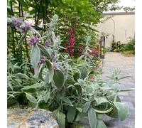 semi di achillea lanosa - balcone resistenti perenni tappezzante 250pcs