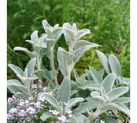 semi di achillea lanosa - perenni resistenti giardino tappezzanti 150pcs