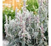 Semi di achillea lanosa, semi di medicinali Stachys bizantina, resistenti per il giardino semi di aromatiche 80pcs