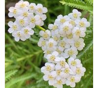 Semi di Achillea - orto sul balcone Achillea millefolium,semi da balcone resistenti orto 300pcs