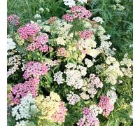semi di achillea perenne - giardino aiuole rialzate resistenti balcone 600pcs