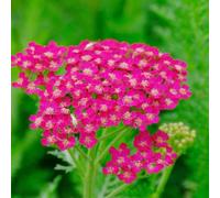 semi di achillea perenne - giardino resistenti aiuole rialzate 200pcs