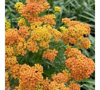 semi di achillea resistente decorative giardino 500pcs