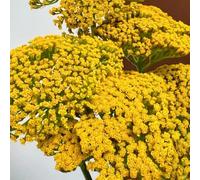 semi di achillea resistente decorazione da balcone giardino 100pcs