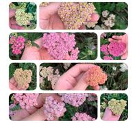 semi di achillea resistente giardino esterno decorative 800pcs