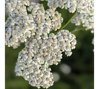 Semi di Achillea - semi da giardino Achillea millefolium, rustiche per balconi decorazione del giardino per esterno 600pcs