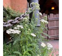 Semi di Achillea - semi di campo Achillea millefolium, decorazioni floreali, antiche varietà di semi orto di aromatiche biologici 100pcs