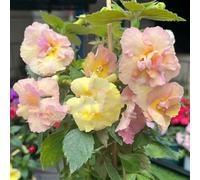 Semi di Achimenes - da esterno resistenti vecchie varietà semi di farfalle serre da balcone semi di copertura del terreno da giardino decorazione 500pcs