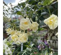 Semi di Achimenes - estivi per giardinieri semi di resistenti esotico per luoghi soleggiati organico selvatici come bomboniera d'appartamento 800pcs