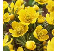 semi di aconito invernale - perenni resistenti decorazione giardino 150pcs