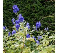 Semi di aconito - vecchie varietà serre balcone per giardinieri raro balcone decorazione organica esotico semi di selvatici resistenti 30pcs