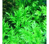 Semi di acquario di acquatiche - resistenti per il giardino d'acquario - da stagno sostenibile decorazione dell'acquario antiche varietà 150pcs