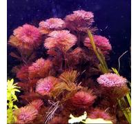 semi di acquatiche, acquario di acquatiche d'acquario, stagno, le da stagno sono acquatiche per acquari d'acquario, 50pcs