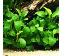 Semi di acquatiche, acquatiche decorative Semi resistenti di da stagno, acquatiche per acquari sostenibile decorazione acquario 150pcs