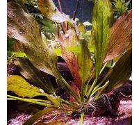 Semi di acquatiche, acquatiche decorative Semi resistenti di da stagno, d'acquario, esotiche da appartamento che purificano l'aria 100pcs
