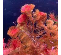 Semi di acquatiche, da appartamento che purificano l'aria Semi resistenti di da stagno, semi per acquatiche da ufficio decorazione soggiorno regali 250pcs