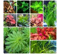 Semi di acquatiche per gli amanti del giardino vecchie varietà prodotti sostenibili da stagno rare verdi arredamento del soggiorno d'appartamento acquario 1000pcs